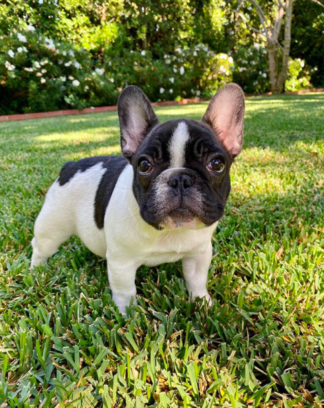 Reese Witherspoon Got A New Adorable Puppy