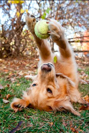 25 Lessons We Can Learn From Our Dogs