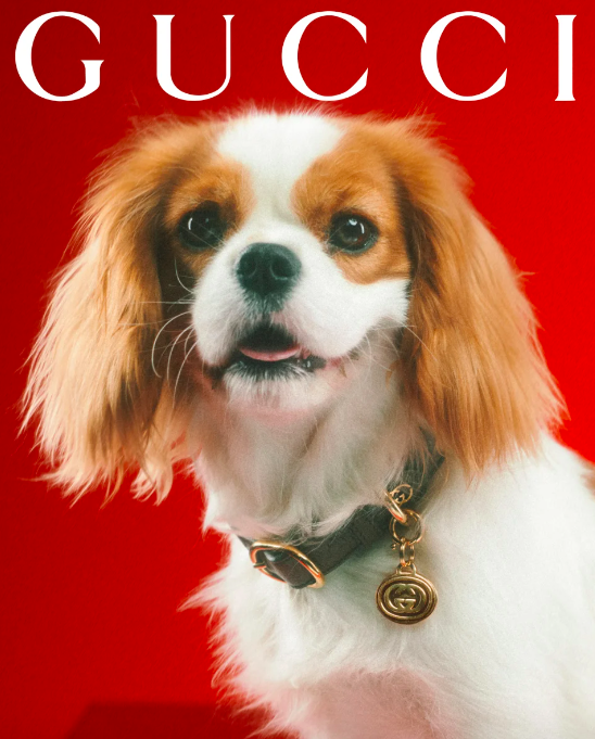 Gucci Is Now Offering A Pet Collection