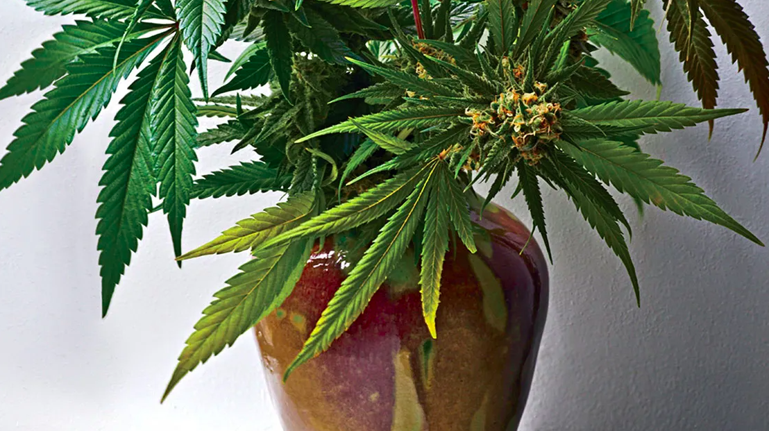 Here Are The 10 CBD Products You Won’t Be Able To Go Without
